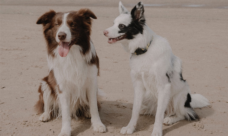 Waarom kiezen voor een gezellig vakantiehuis met jouw hond nabij het strand